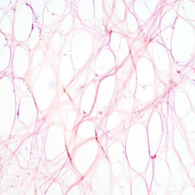 Fascia