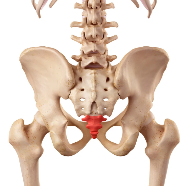 coccyx