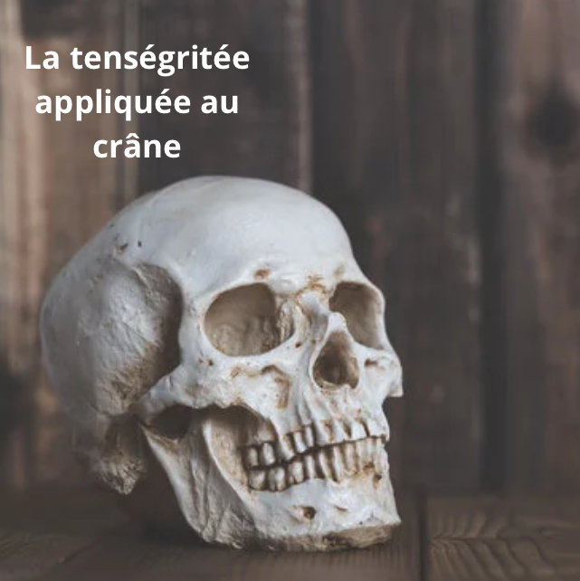 Tenségrité crâne