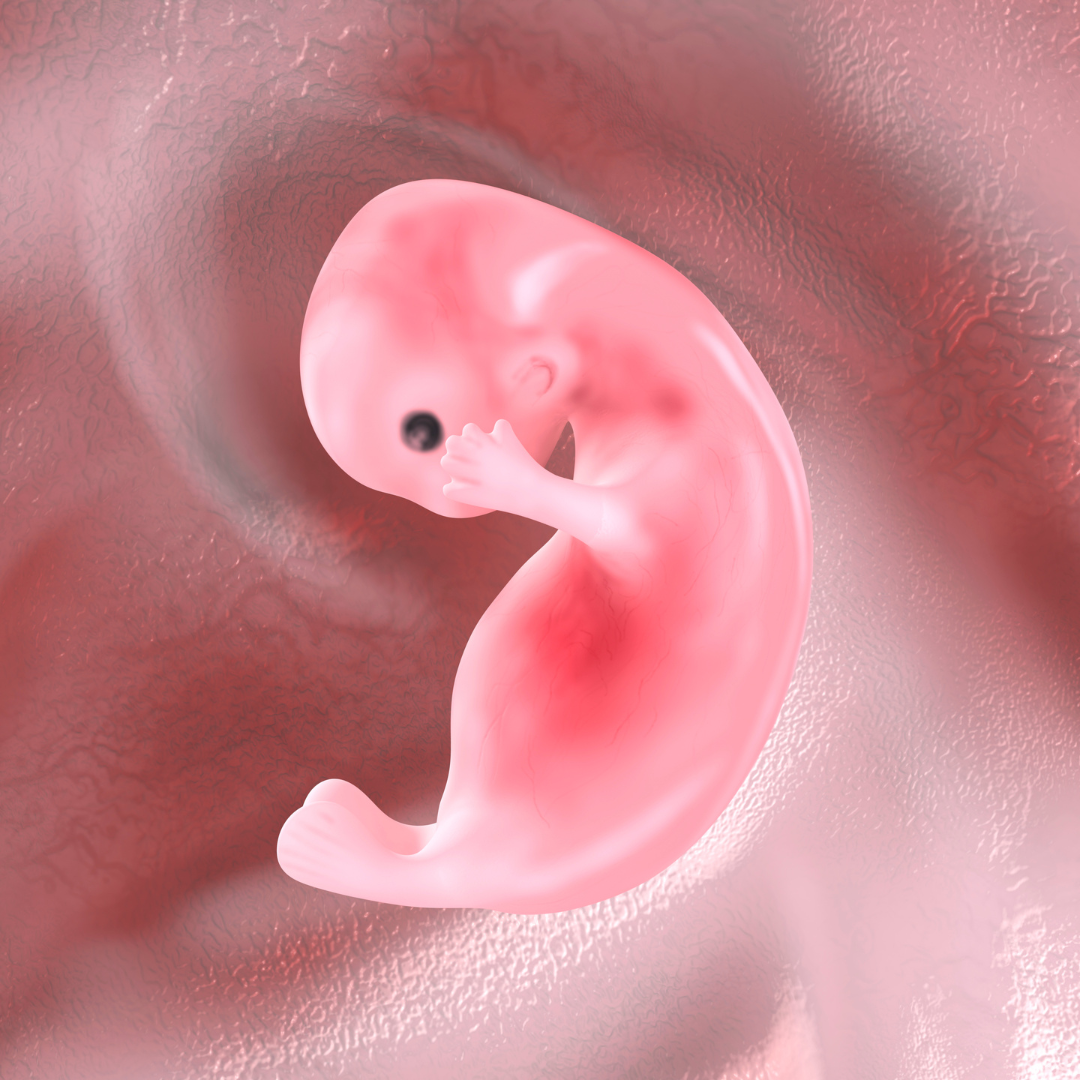 embryo